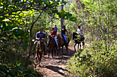 People riding through a sunlit forest, Aguadilla, Puerto Rico, Carribean, America