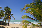 Palm trees at Tres Palmitas beach under blue sky, Puerto Rico, Carribean, America