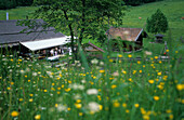 sea of flowers with alpine hut Doaglalm, Spatenaualm, Hochries, Chiemgau range, Chiemgau, Bavarian foothills, Upper Bavaria, Bavaria, Germany