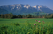 Blumenwiese mit Rauschberg, Inzell, Chiemgauer Alpen, Chiemgau, Bayerische Voralpen, Oberbayern, Bayern, Deutschland