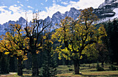 Herbstliche Ahornbäume, verschneite Laliderer Spitze und Bockkarspitze im Hintergrund, Kleiner Ahornboden, Karwendel, Tirol, Österreich