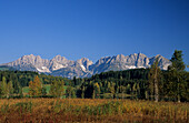 Wilder Kaiser range above lake Schwarzsee, birches and reed in autumn colours, Kitzbühel, Tyrol, Austria