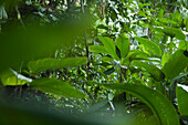 Tropischer Regenwald auf der Combo Insel am Amazonas, nahe Belem, Para, Brasilien, Südamerika