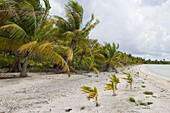 Junge Palmen spriessen aus Kokosnüssen am Strand vom Fakarava Atoll, Fakarava, Tuamotu Inseln, Französisch Polynesien, Südsee