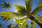 Coconut Trees, Avatoru, Rangiroa, The Tuamotus, French Polynesia