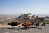 Boy on a donkey herding cattle, Krak des Chevaliers fortress in the background, Near Homs, Syria, Asia