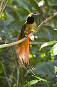 Paradiesvogel auf einem Zweig, Papua Neuguinea, Ozeanien