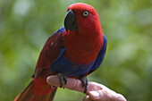 Tame female parrot on a finger, Papua New Guinea, Oceania