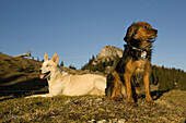 Zwei Hunde  sitzen in der Abendsonne, Brauneck, Lenggries, Alpen, Bayern, Deutschland