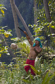 Young man at the making of copra, Fatu Hiva, Marquesas, Polynesia, Oceania