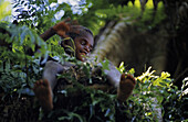 Junge sitzt winkend auf Banyan Baum, Yakel, Tanna, Vanuatu, Südsee, Ozeanien