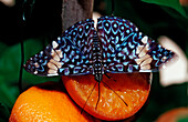 Hamadryas butterfly, Gray Cracker butterfly, Hamadryas februa, Honduras