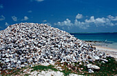 Conch-Gehaeuse am Strand, Niederlaendische Antillen, Bonaire, Bonaire
