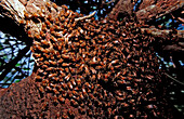 Wildbienenstock am Baum, Apidae, Brasilien, Pantanal