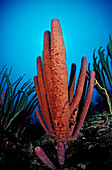 Tube sponge, Lavender Stovepipe sponge, Aplysina archeri, Netherlands Antilles, Bonaire, Caribbean Sea