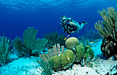 Taucher und Korallenriff, Niederlaendische Antillen, Bonaire, Karibik, Karibisches Meer