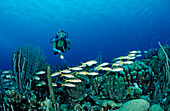 Taucher und Gelbe Meerbarben, Mulloidichthys martinicus, Niederlaendische Antillen, Bonaire, Karibik, Karibisches Meer