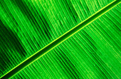 Green Palm Detail, Papua New Guinea, Neu-Britannien, Kimbe Bay