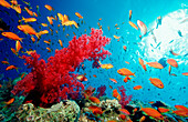Haremsfahnenbarsche und Korallenriff, Pseudanthias squamipinnis, Aegypten, Rotes Meer, Sinai, Ras Mohammed