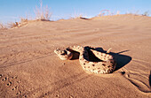 Sidewinder (Crotalus cerastes). Sonoran Desert. Arizona. USA