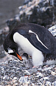 Gentoo Penguin (Pygoscelis papua). Antarctica