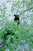 American Black Bear (Ursus americanus). Coahuila. Mexico