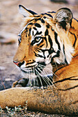 Tiger (Panthera tigris) Ranthambore National Park. India