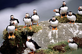 Group of Atlantic Puffins (Fratercula arctica). Iceland