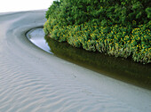 Sand dunes. Laguna Madre. Tamaulipas. Mexico.