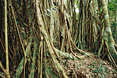Bayan tree. Espiritu Santo. Vanuatu Islands. South Pacific.