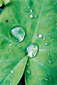 Moisture condensation on leaf. El Cielo biosphere Reserve. Tamaulipas. Mexico.