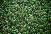 Pine forest. Altas Cimas Reserve. Sierra Madre. Tamaulipas. Mexico.