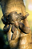 Coconut crab (Birgus latro). Vanuatu island. South Pacific.