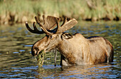 Bull moose (Alces alces). British Columbia. Canada.