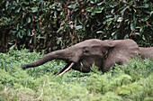 Forest Elephant (Loxodonta cyclotis), Loango National Park. Gabon