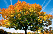Maple tree in fall and contrails