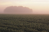 Soybean field, early morning fog