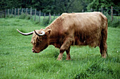 Highland Cattle. Scone Palace Grounds. Scotland