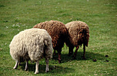 Sheep. The Trossachs. Scotland