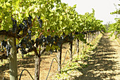 Rows of ripe red wine grape on vines in vineyard, drip irrigation system. Sonoma County. California, USA