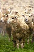 Flock of sheep in pasture, ewes. Athol, New Zealand