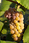 Bunch of white wine grapes on vine. Long Grove, Illinois. USA