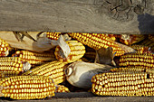 Wisconsin. Kenosha County Wooden and wire corn bin full of ears of ripe field corn following harvest, ears of corn between wood slats