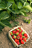 Richmond, Illinois, strawberries on bushes on organic farm, picked berries in wooden box on ground