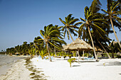 BELIZE Ambergris Caye Palm trees and sandy beach along coastline, thatched umbrellas, windy weather