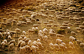 Sheep grazing at high desert area. Mono County, California. USA.