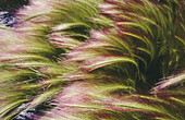 Windblow grasses. Central Wyoming. USA.