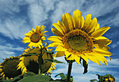 Sunflower detail. North Dakota. USA.