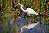 Everglades Natural Park, Florida USA