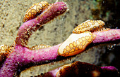 Flamingo tongue (Cyphoma gibbosum). Grand Cayman. Cayman Islands. Caribbean